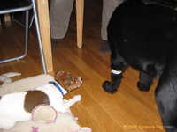  Odin&Aleena 006.jpg 